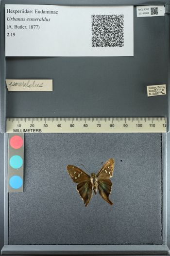 Media type: image;   Entomology 187068